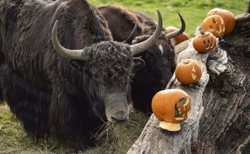 Halloween at Whipsnade Zoo