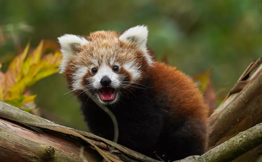 A red panda sitting on a branch of a tree looking at the camera with its mouth open
