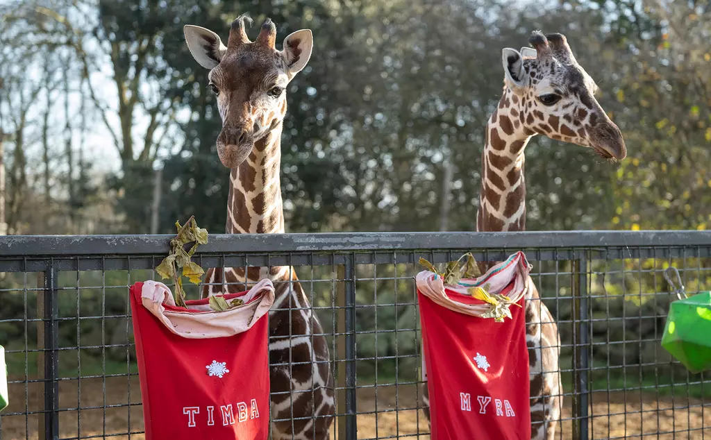 Giraffe calves Timba and Myra in front of their Christmas stockings