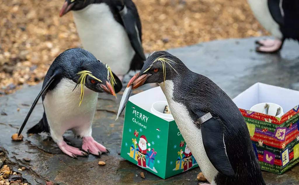 Three rockhopper penguins stand around two festive cardboard boxes filled with fish