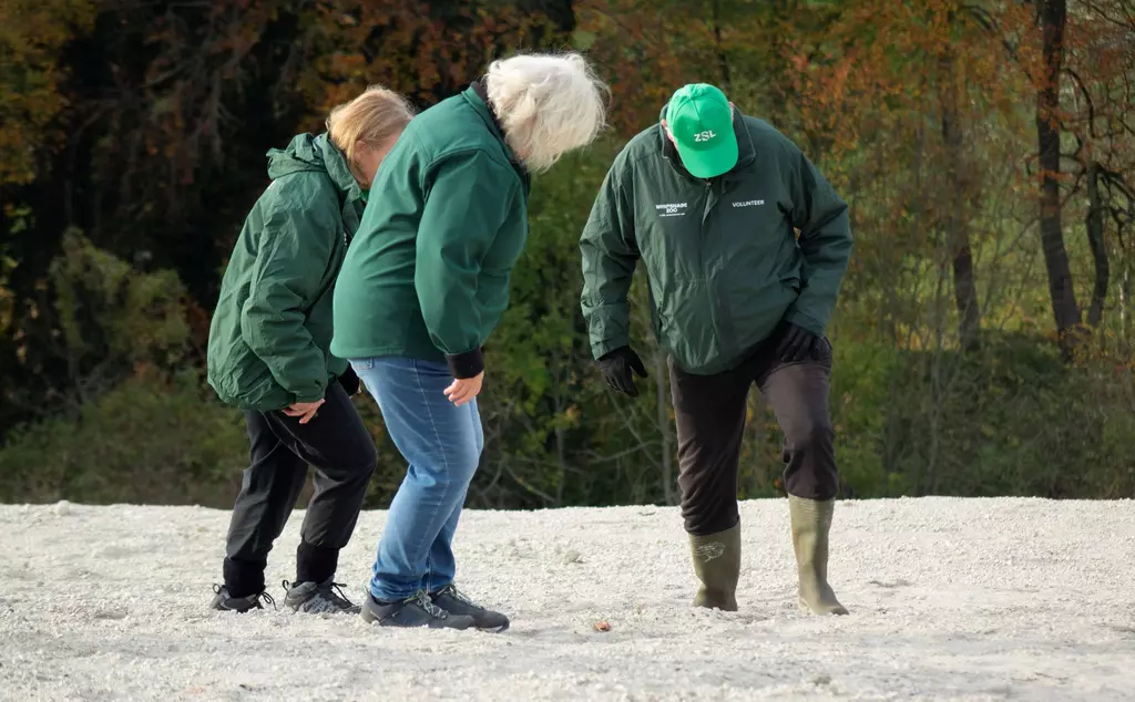 Three volunteers stamping chalk into the whipsnade zoo chalk white lion