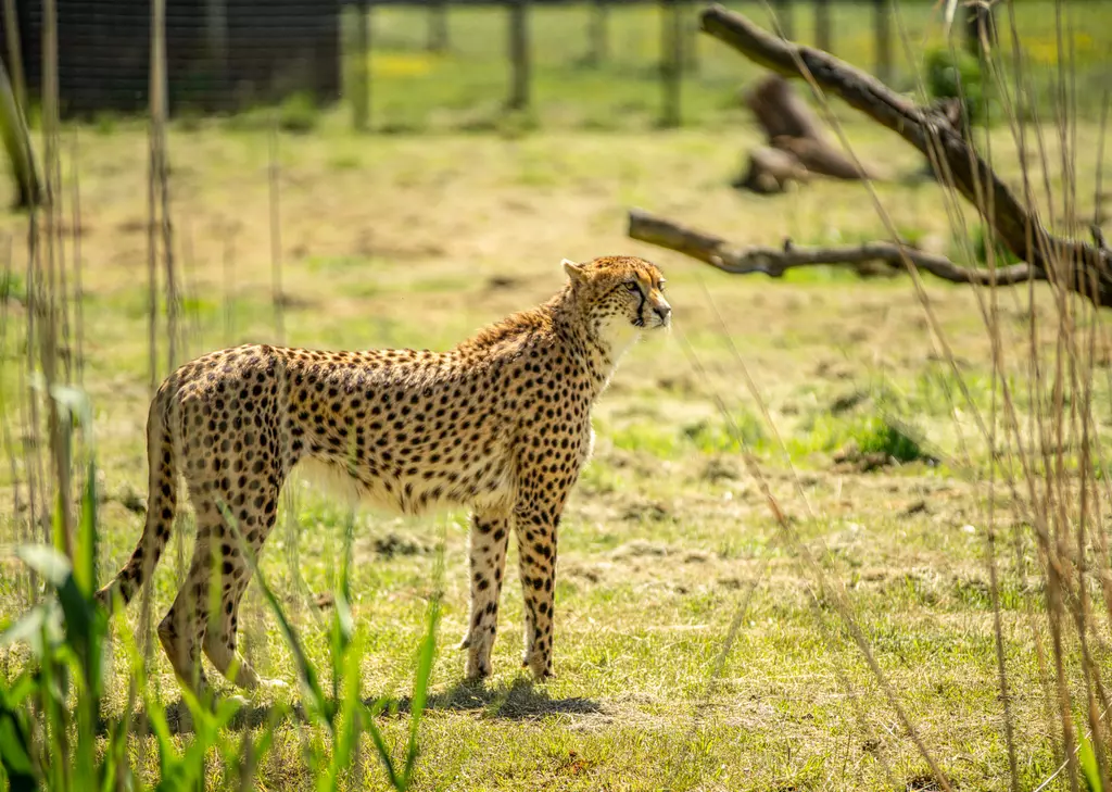 10 things you didn't know about cheetahs | Whipsnade Zoo
