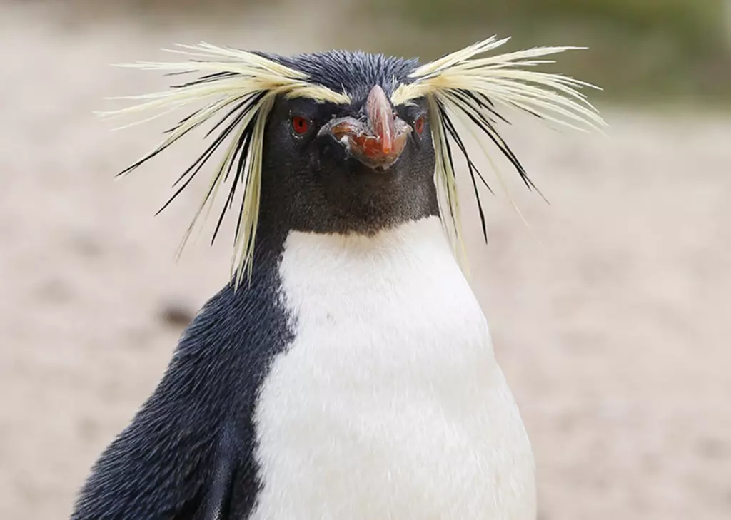 rockhopper penguin pictures