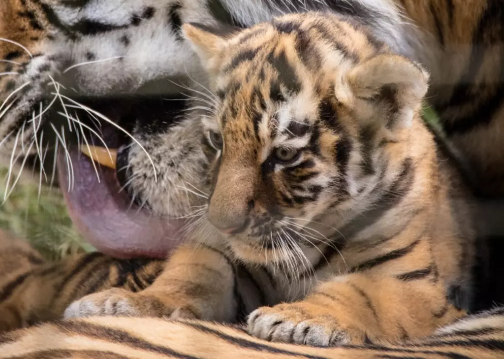 Adorable Tiger Cubs Play with Mama Tiger!, tiger