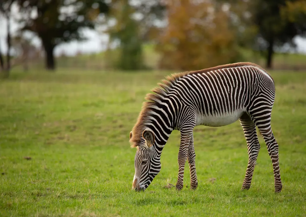 Grevy's Zebra with cut in leg - ZooChat