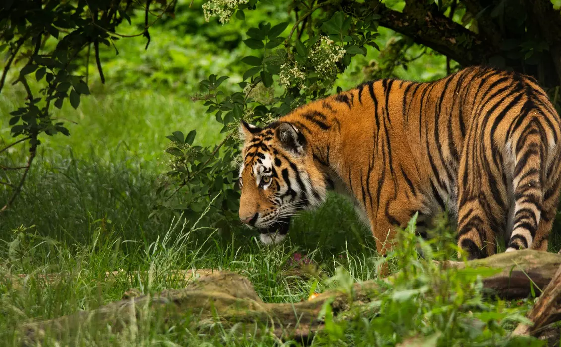 An Amur tiger at Whipsnade Zoo