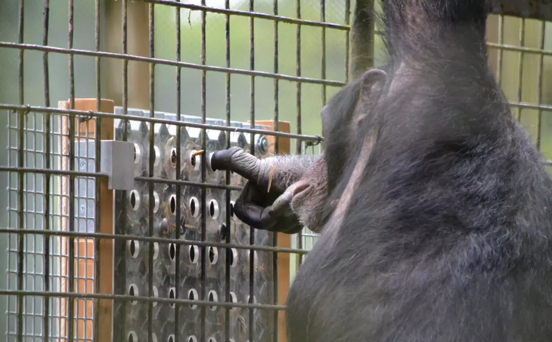 chimp problem solving