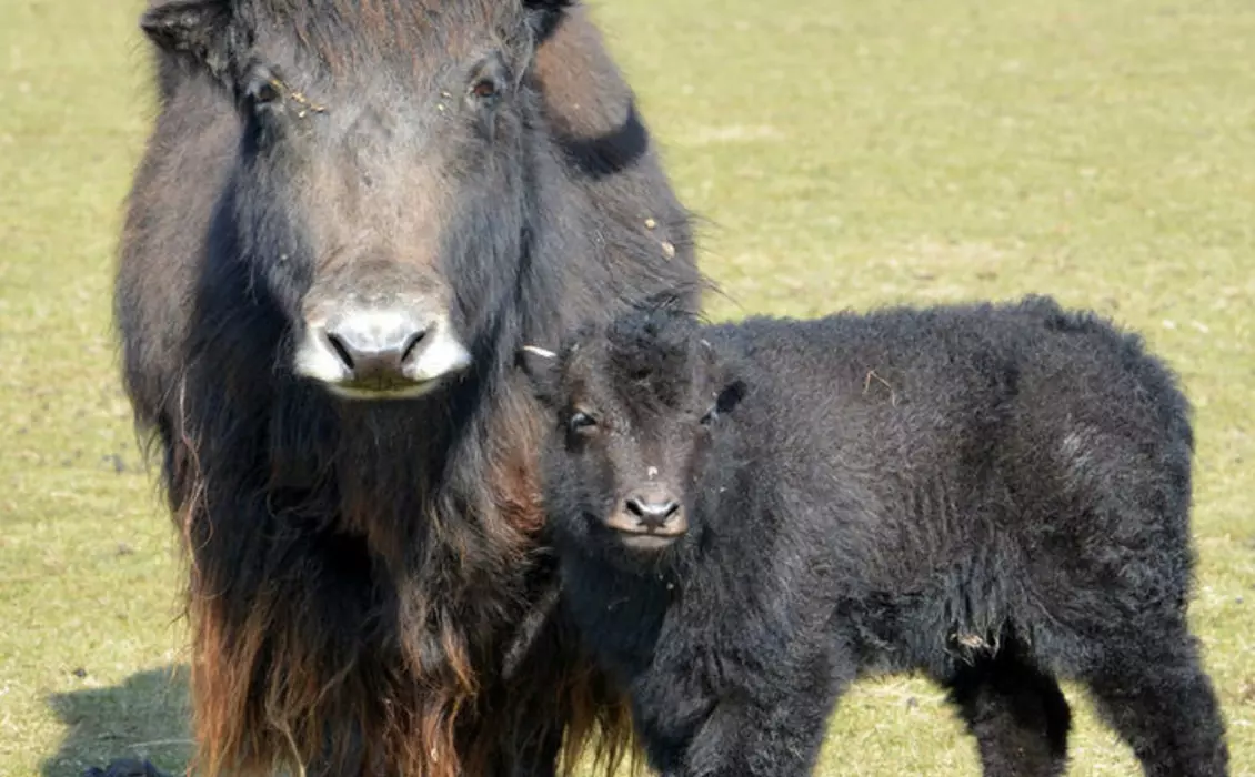 Yak calf with mum