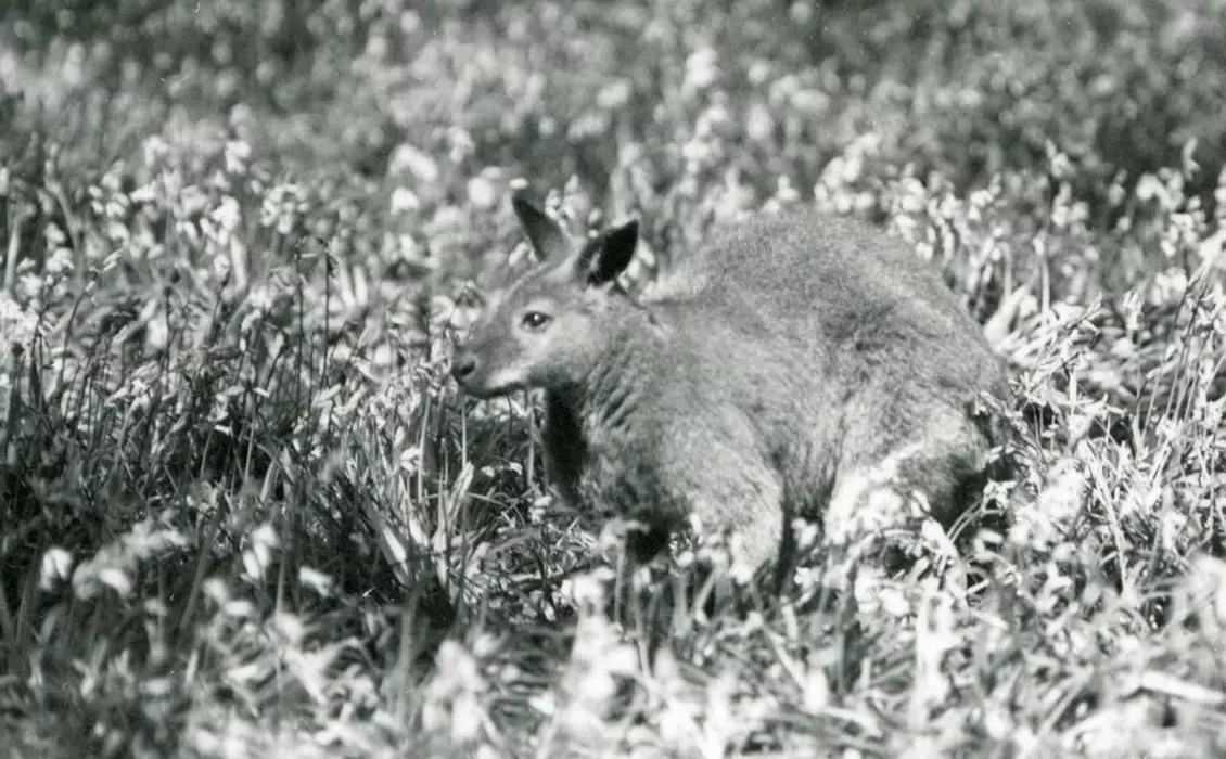A Bennett's / Red-necked Wallaby in Bluebell Wood, Whipsnade, in May 1934.