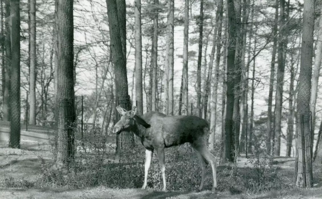 Moose standing in the shade of conifers at Whipsnade in 1937.