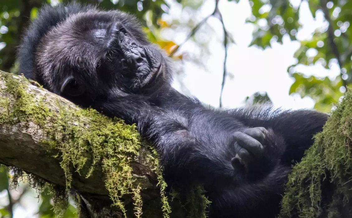 Chimpanzee | Whipsnade Zoo