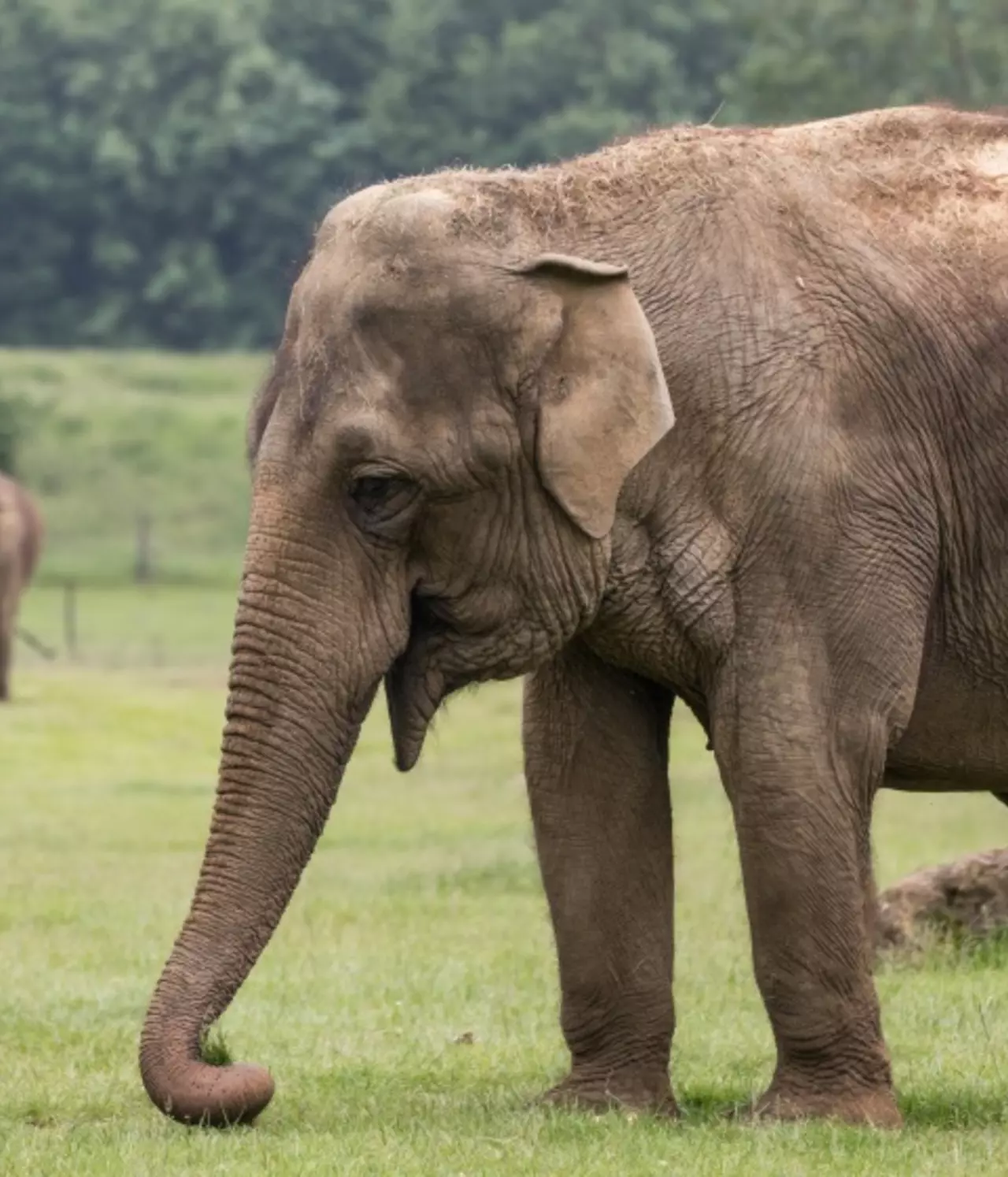 Asian elephant | Whipsnade Zoo