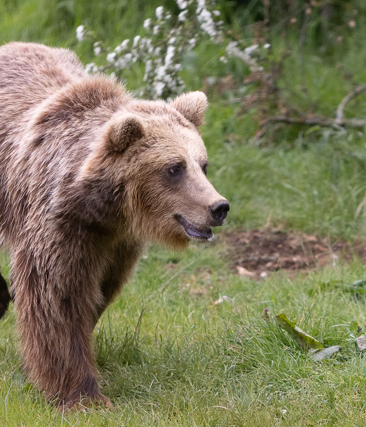 European brown bear | Whipsnade Zoo