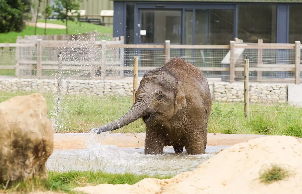 Elizabeth the elephant in her outdoor pool at Whipsnade Zoo