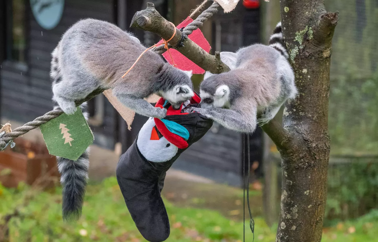 Ring tailed lemurs enjoy xmas stockings at Whipsnade Zoo 