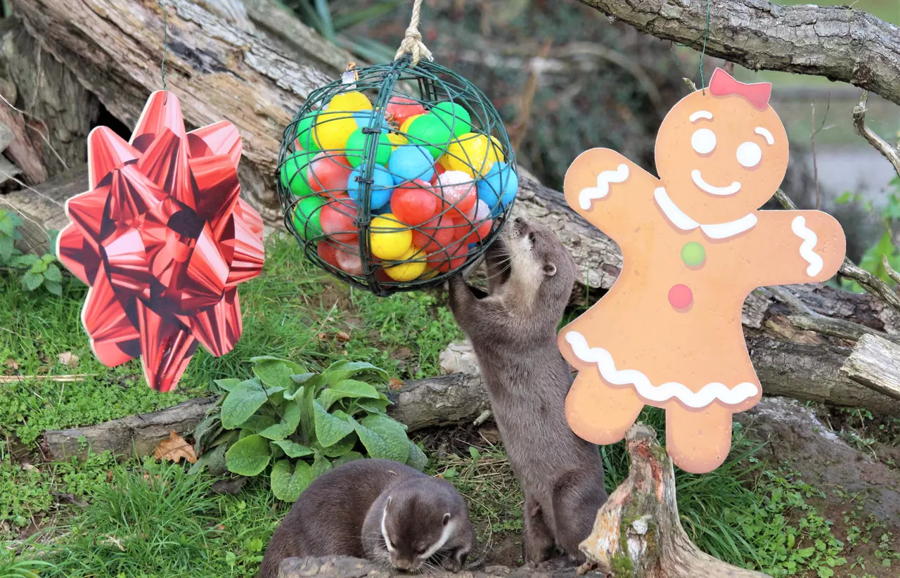 Otter xmas joy at Whipsnade Zoo 