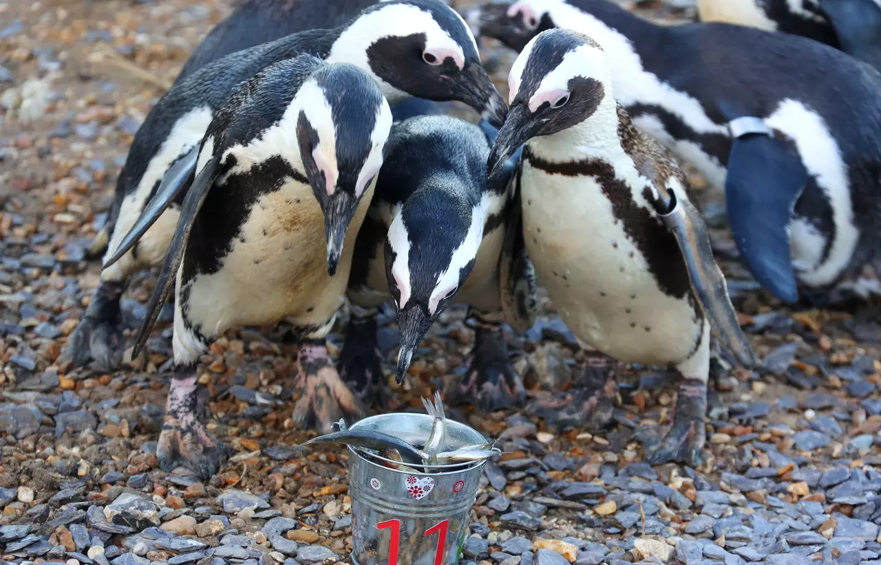 Penguins with a Christmas dinner 