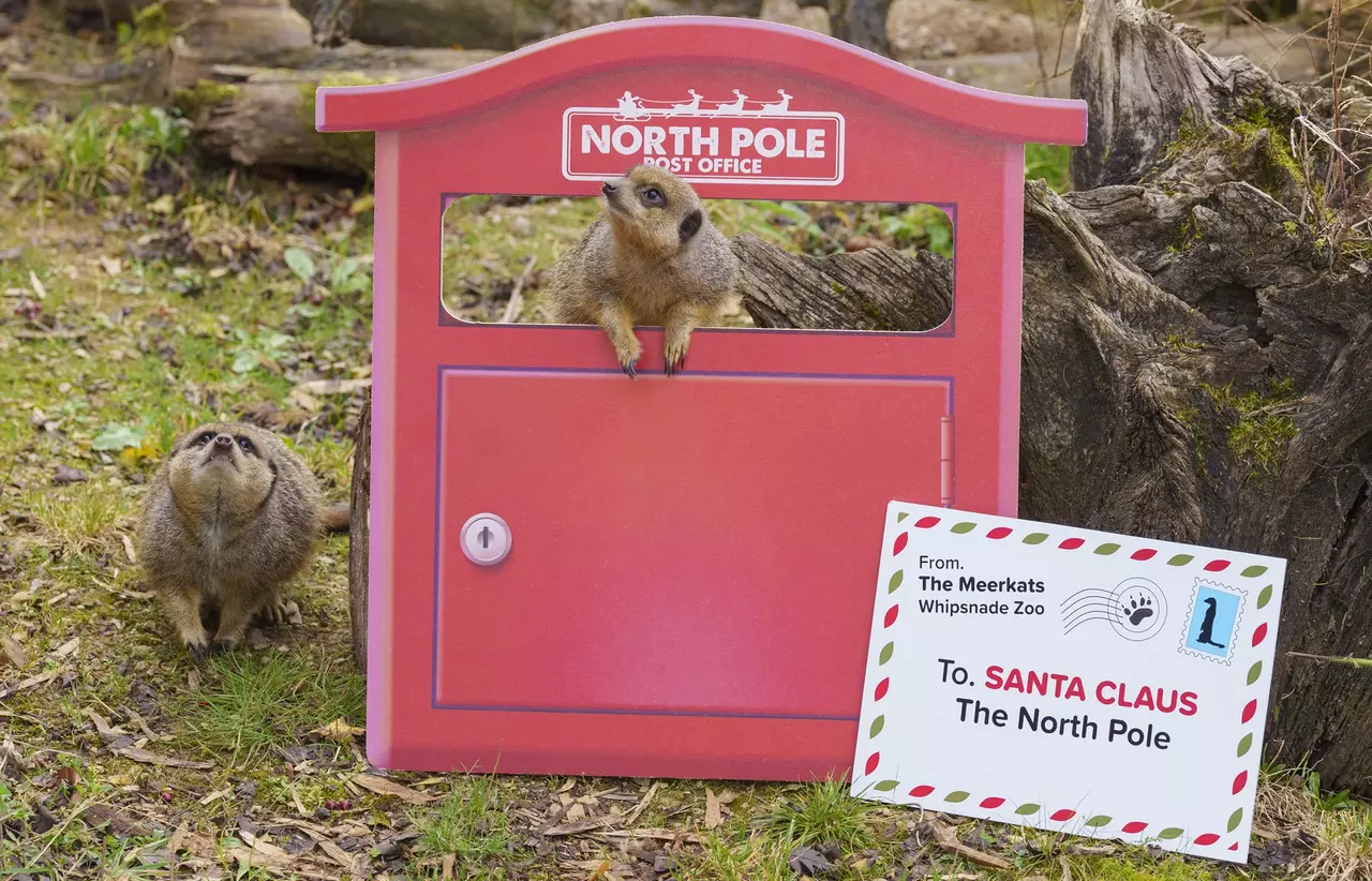 Meerkats explore a festive post box