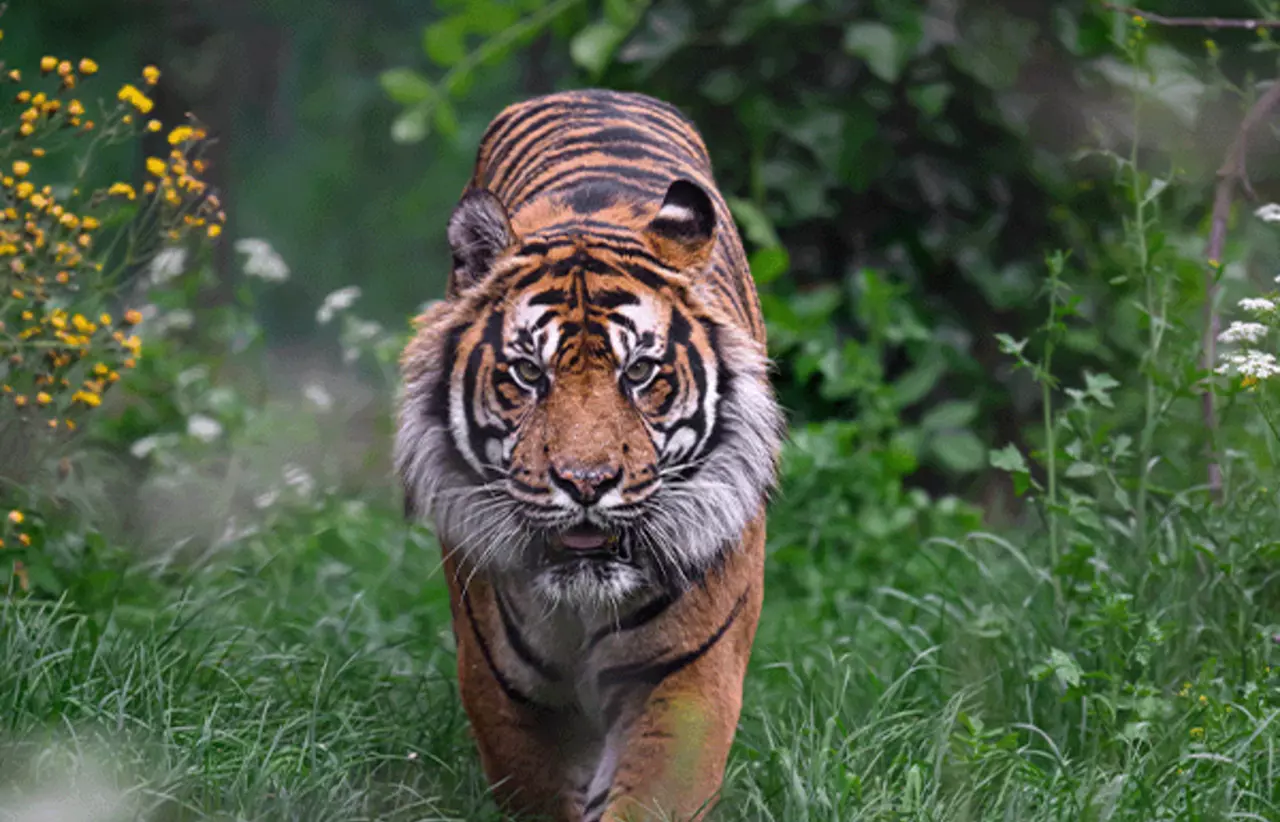 London Zoo tiger cub Crispin