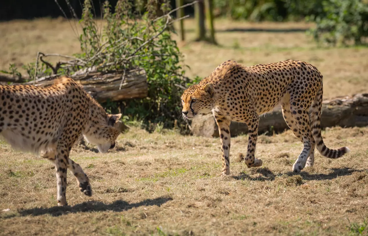Two cheetahs at Whipsnade Zoo