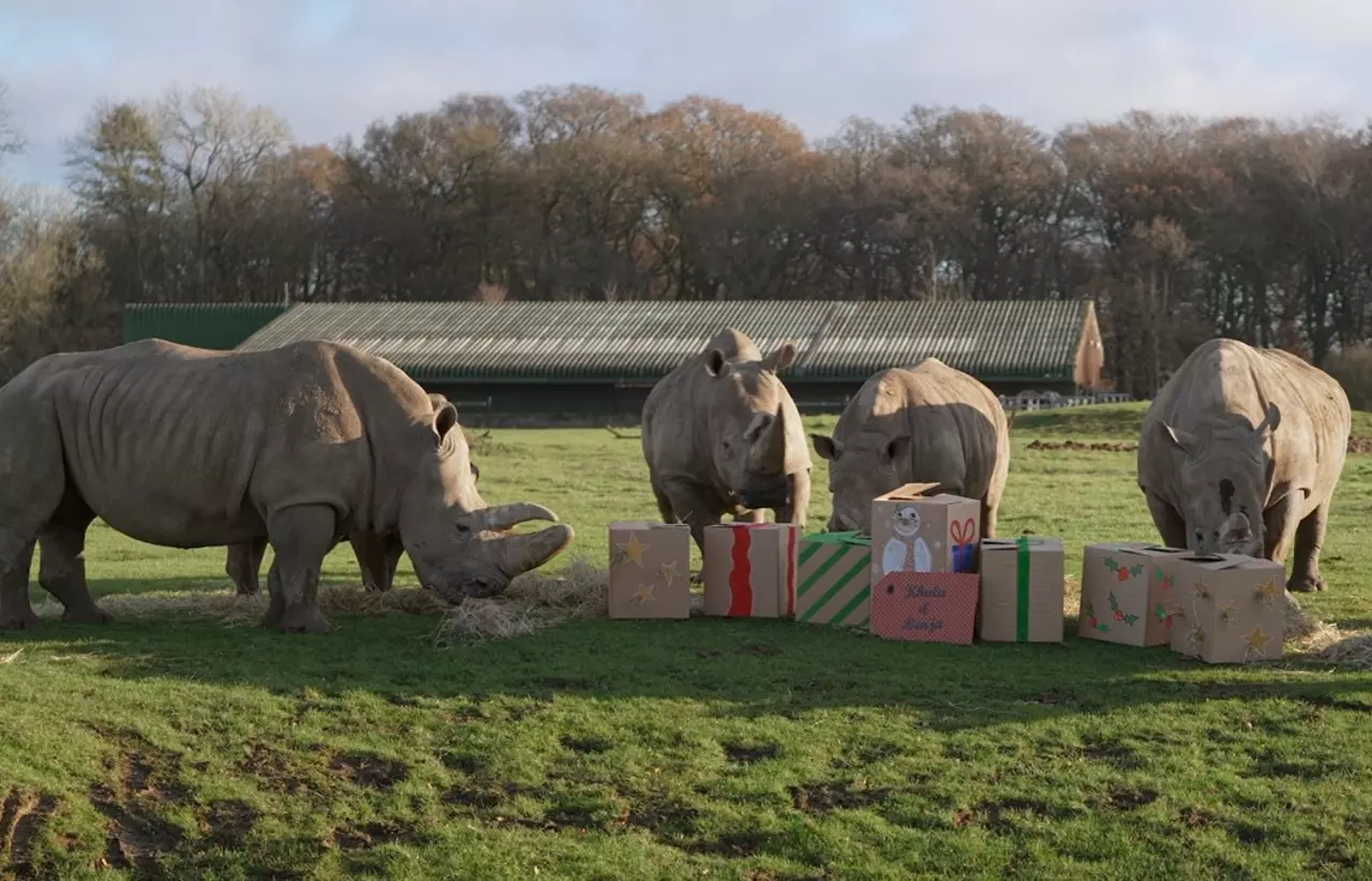 Rhinos enjoying a Christmas meal