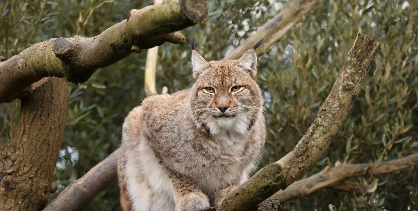 Eurasian lynx | Whipsnade Zoo