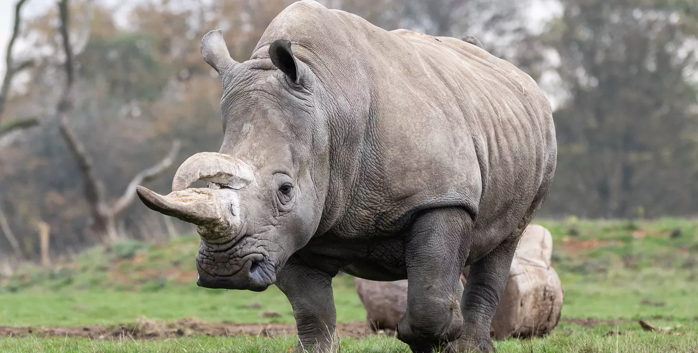 Rhino post-mortem at Whipsnade Zoo allows DNA to 'live on' | Whipsnade Zoo