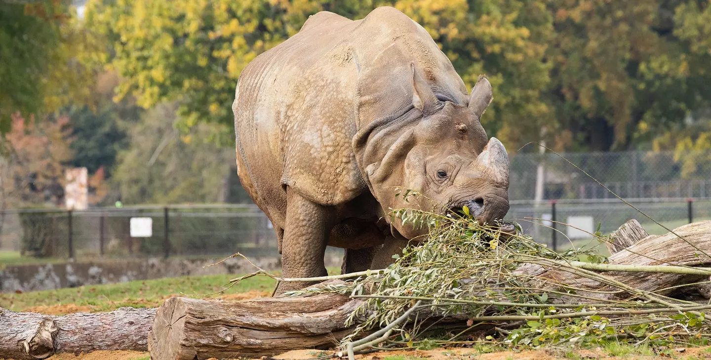 Greater one-horned rhino | Whipsnade Zoo