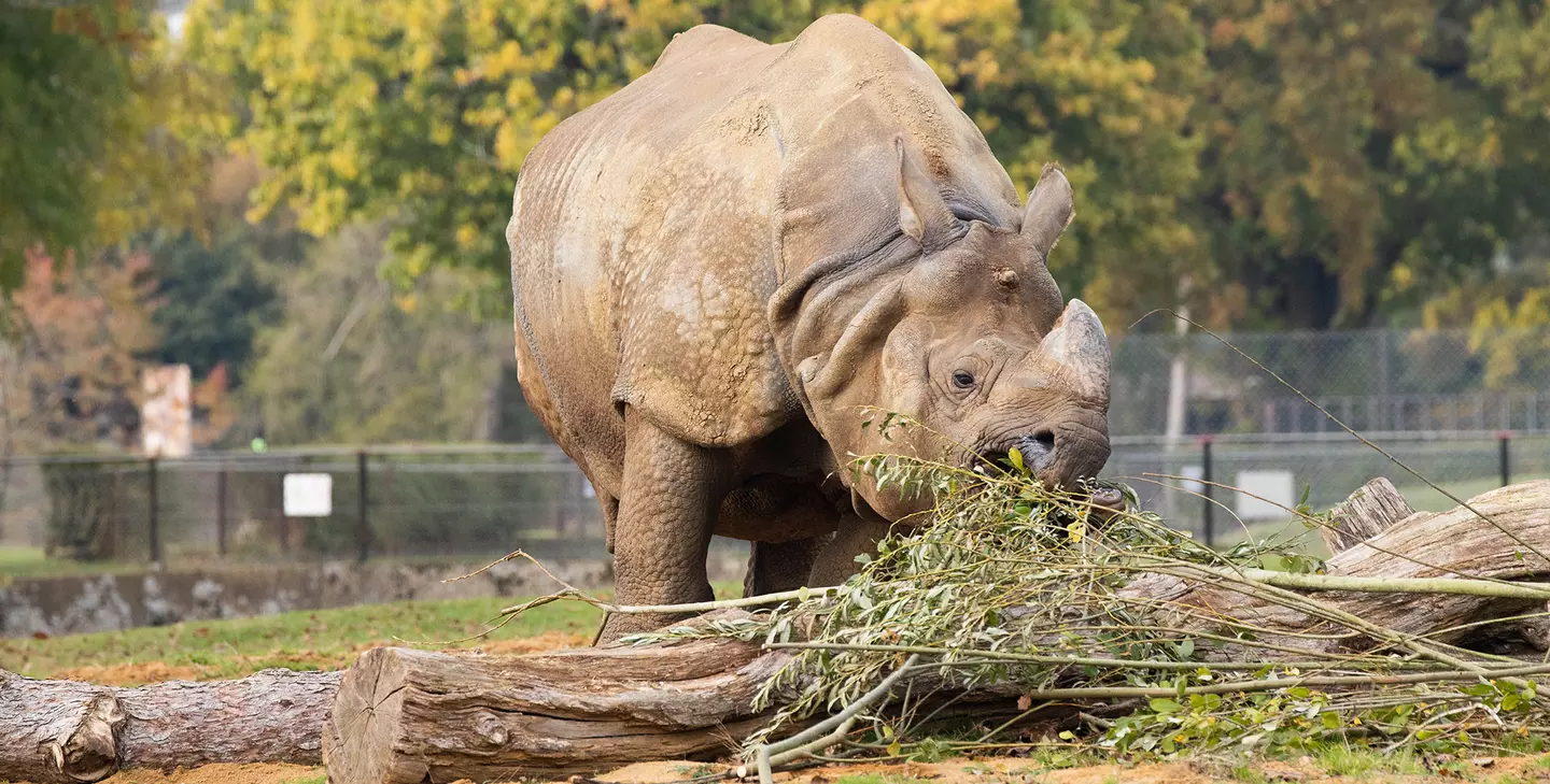 Greater one-horned rhino | Whipsnade Zoo Greater one-horned rhino | Whipsnade Zoo