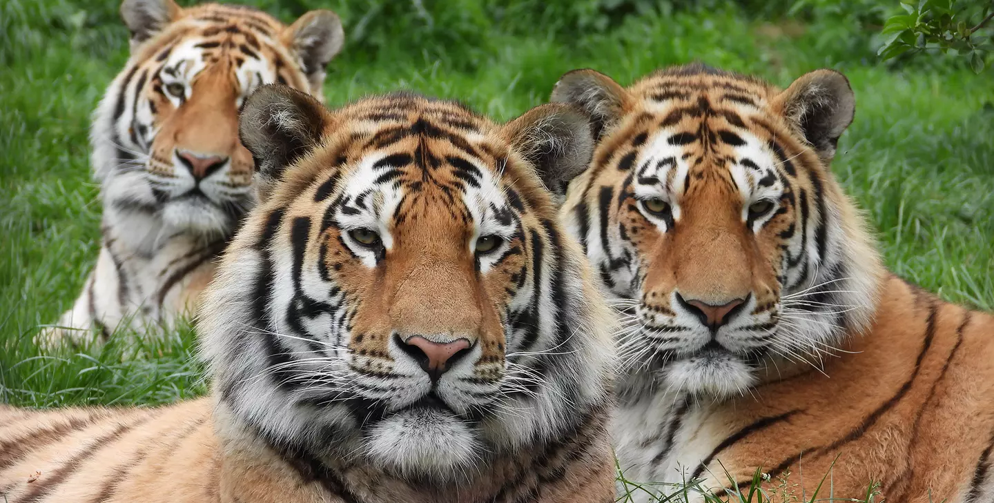 London Zoo names its terrific tiger trio! - BBC Newsround