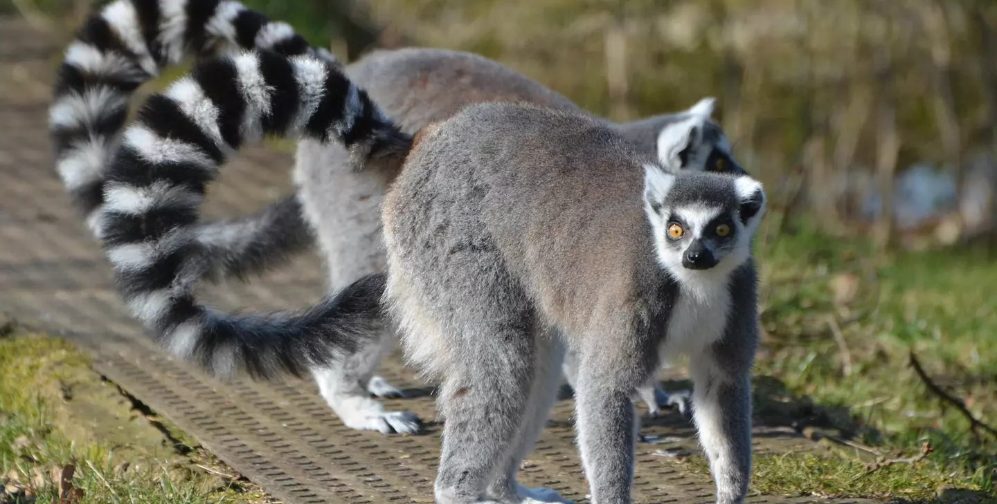 Ring-tailed Lemur Shower Curtains for Sale - Pixels Merch