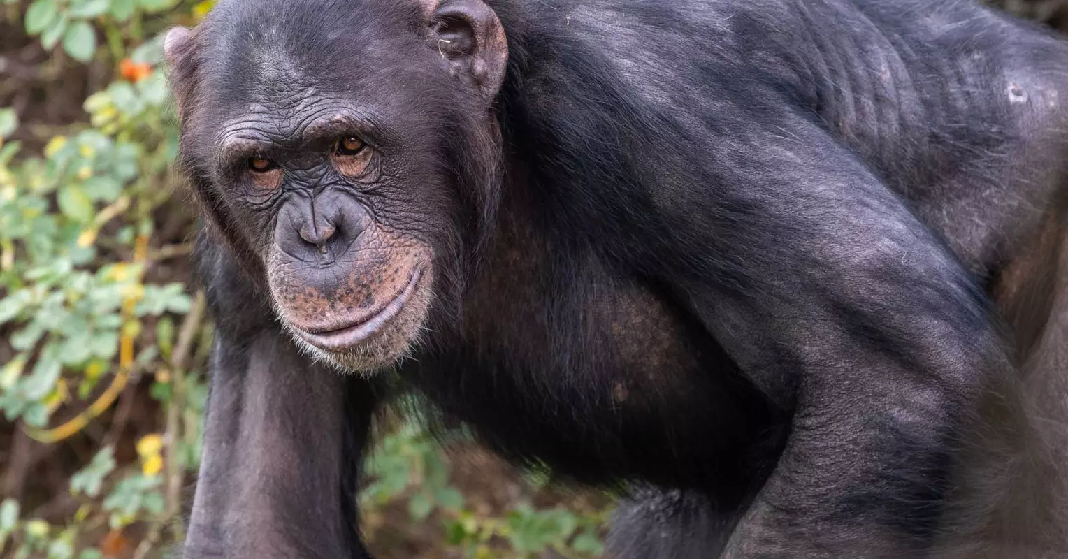 Chimpanzee | Whipsnade Zoo