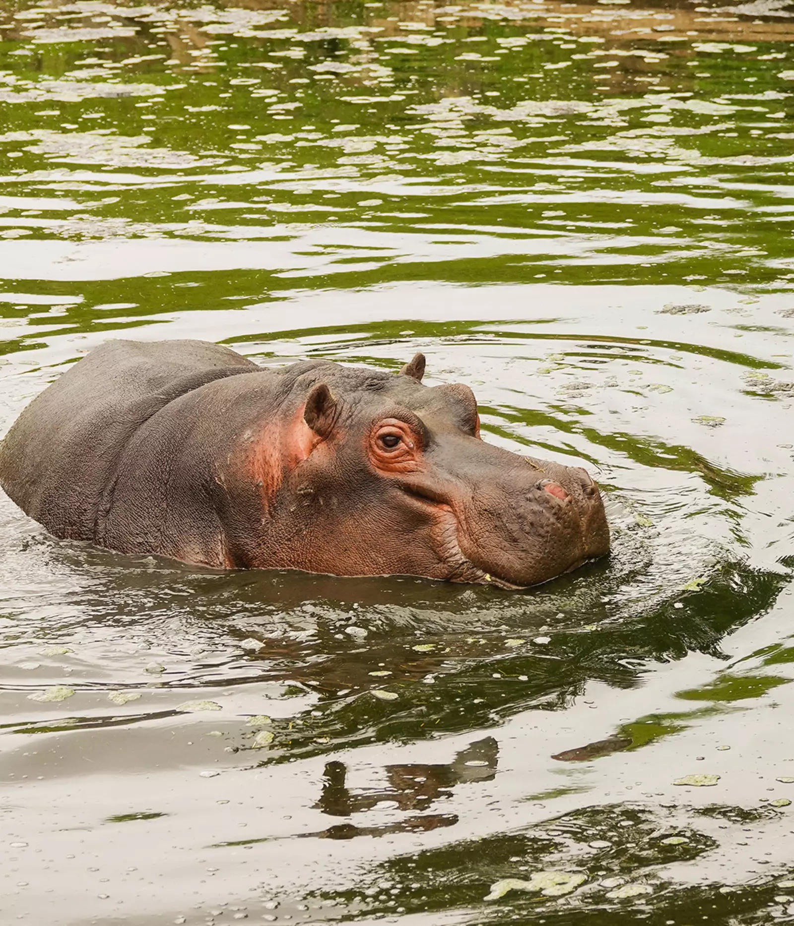 Whipsnade Zoo launches UK’s first hippo experience | Whipsnade Zoo