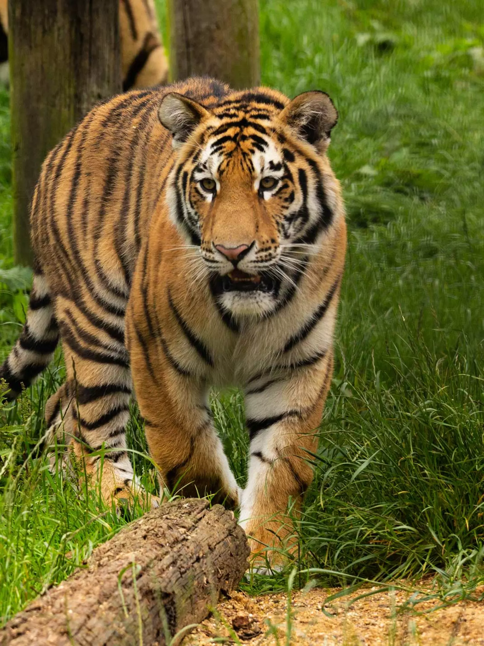 Amur tiger at Whipsnade Zoo