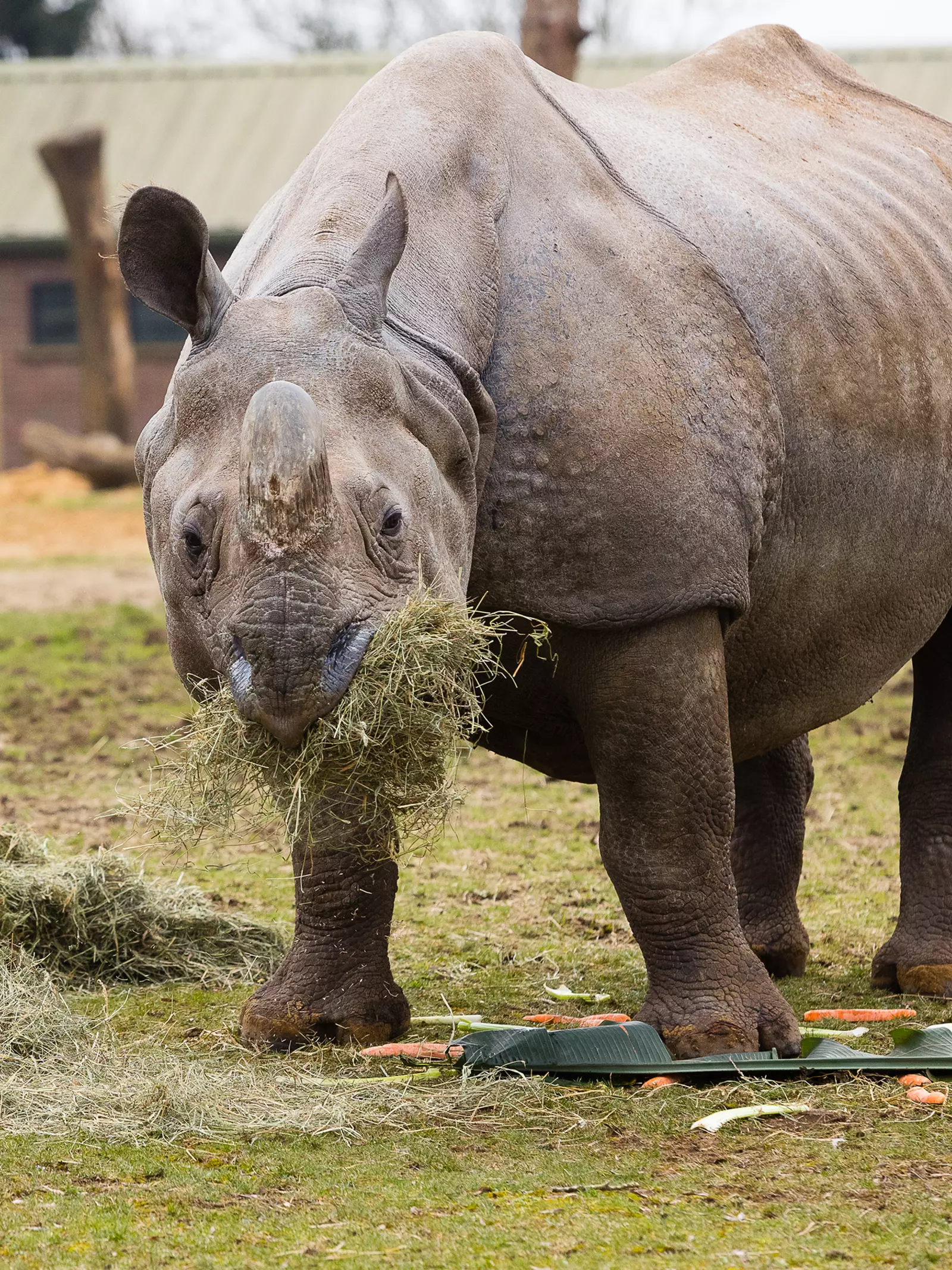 Greater one-horned rhino Behan eating hay at Whipsnade Zoo