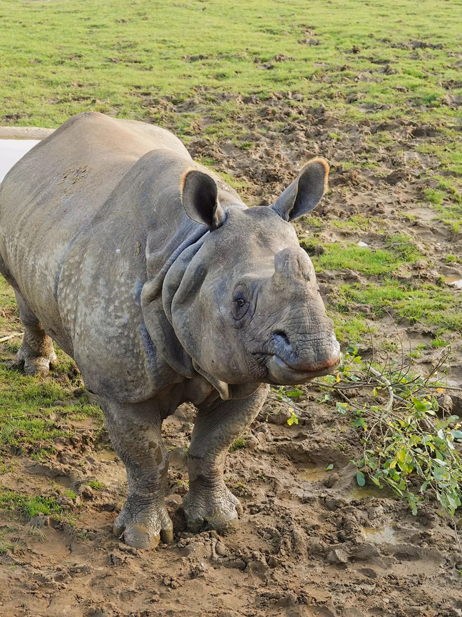 Greater one-horned rhino Beluki in the outdoor paddock