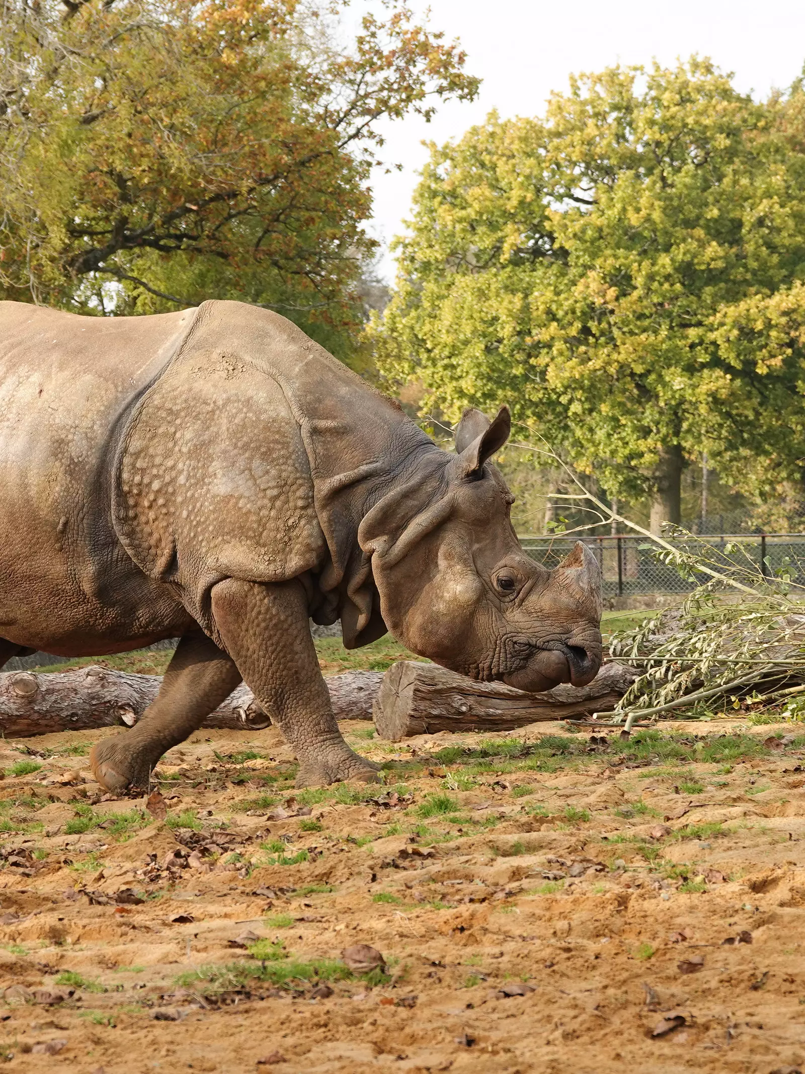 Greater one-horned rhino Hugo in his outdoor paddock at Whipsnade Zoo