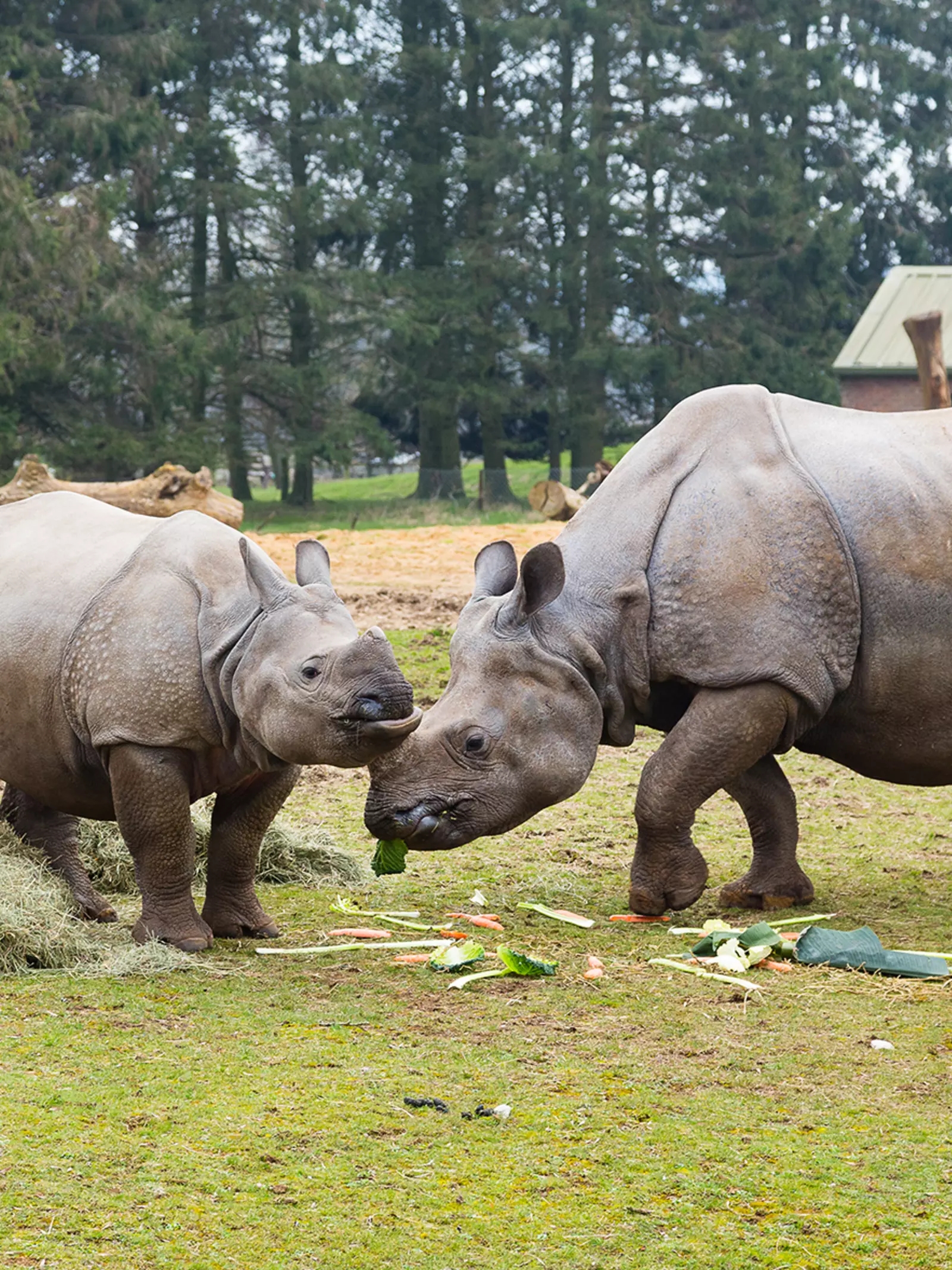 Greater one-horned rhinos Zhiwa and Behan in their outdoor paddock