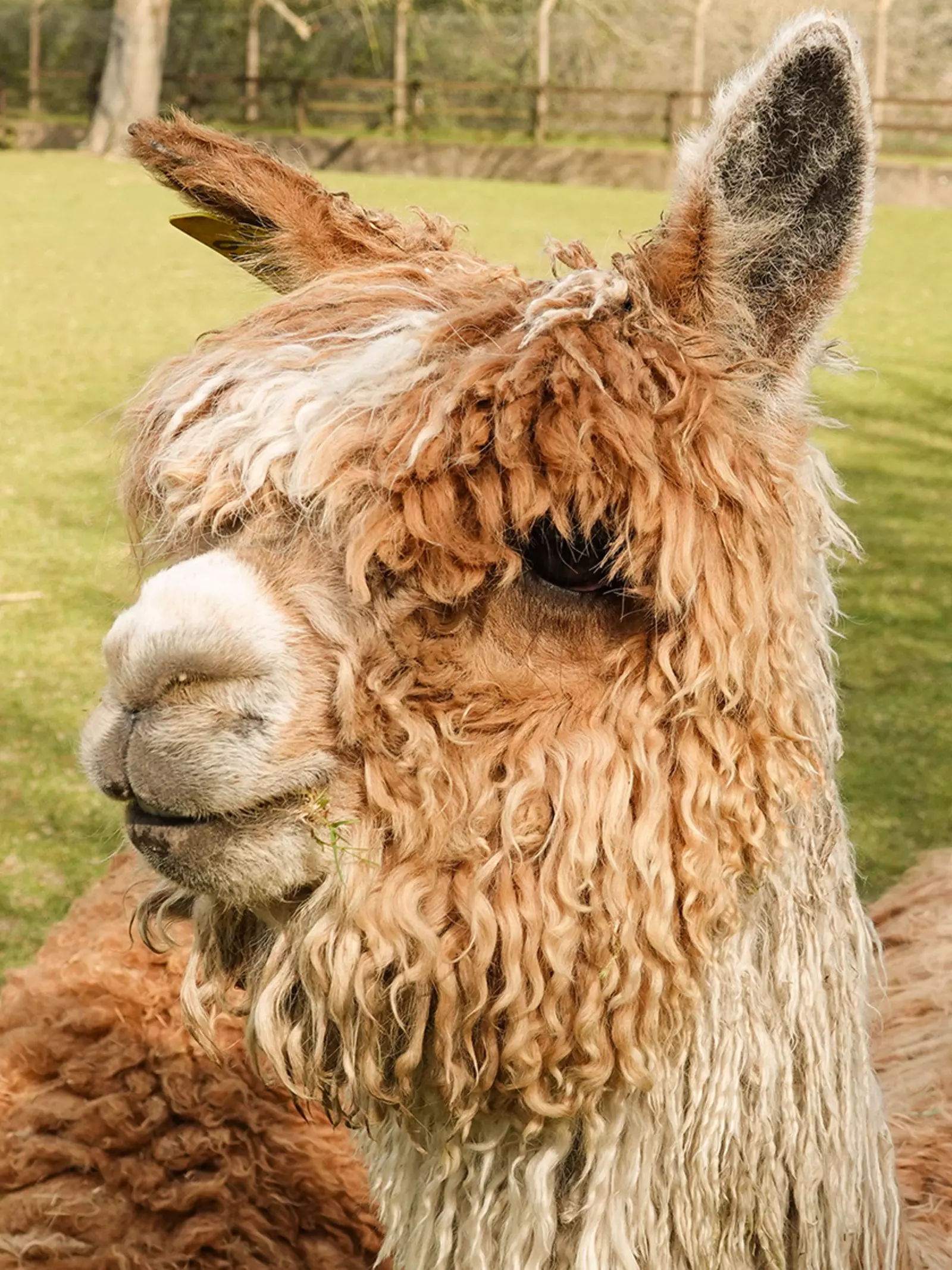 Lima the alpaca at Whipsnade Zoo