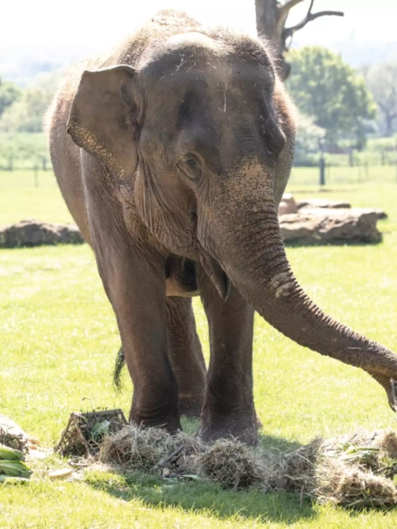 Asian elephant Lucha eating her birthday cake at Whipsnade Zoo