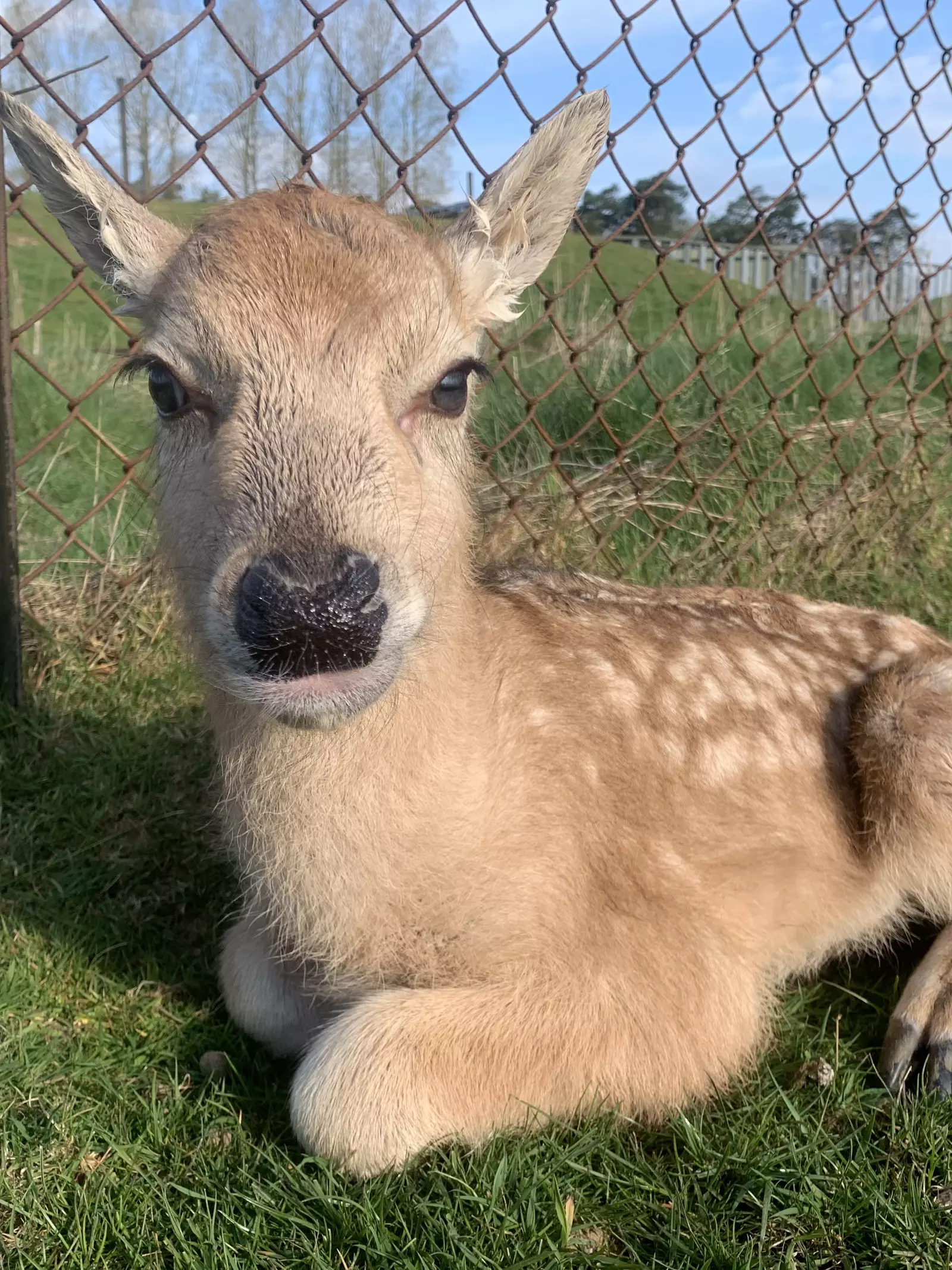 Pere David's Deer fawn close up at Whipsnade Zoo