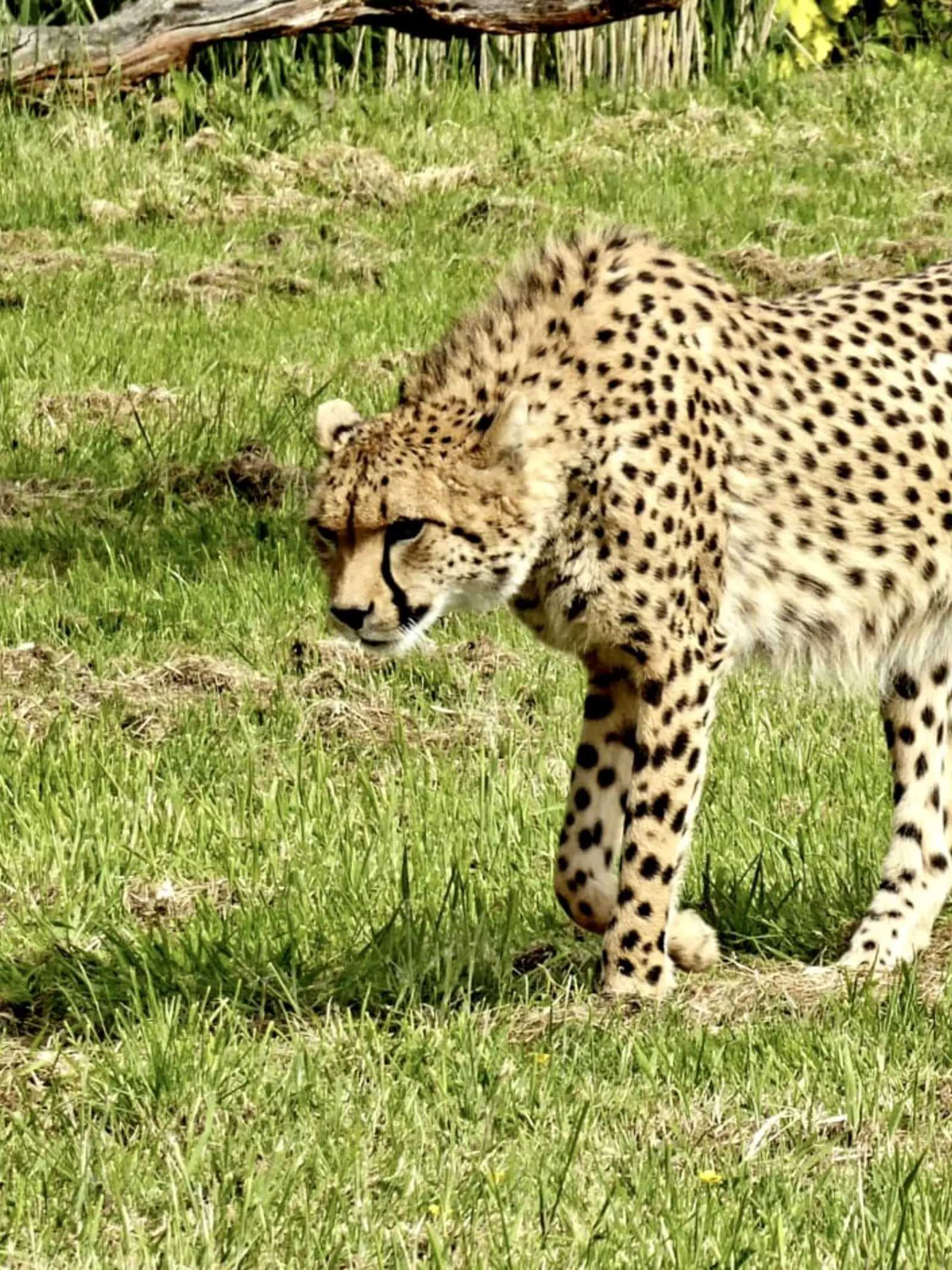 A cheetah walking on short grass at Whipsnade Zoo