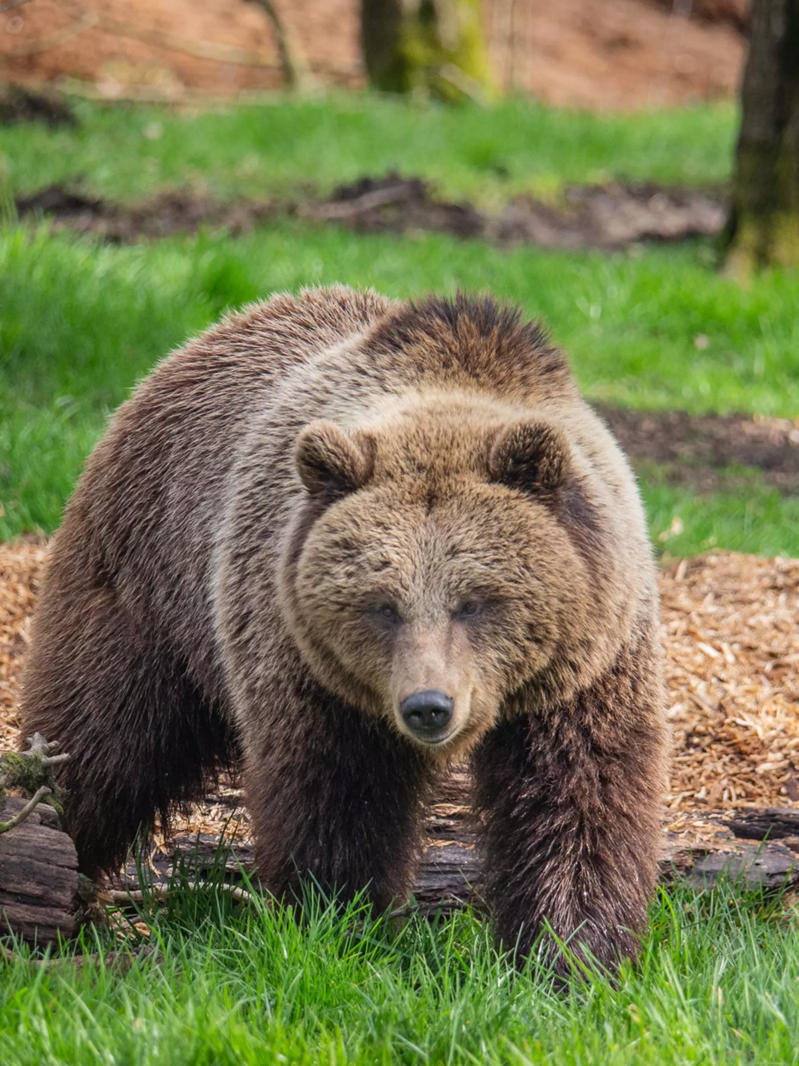 A European brown bear in her woodland home at Whipsnade Zoo