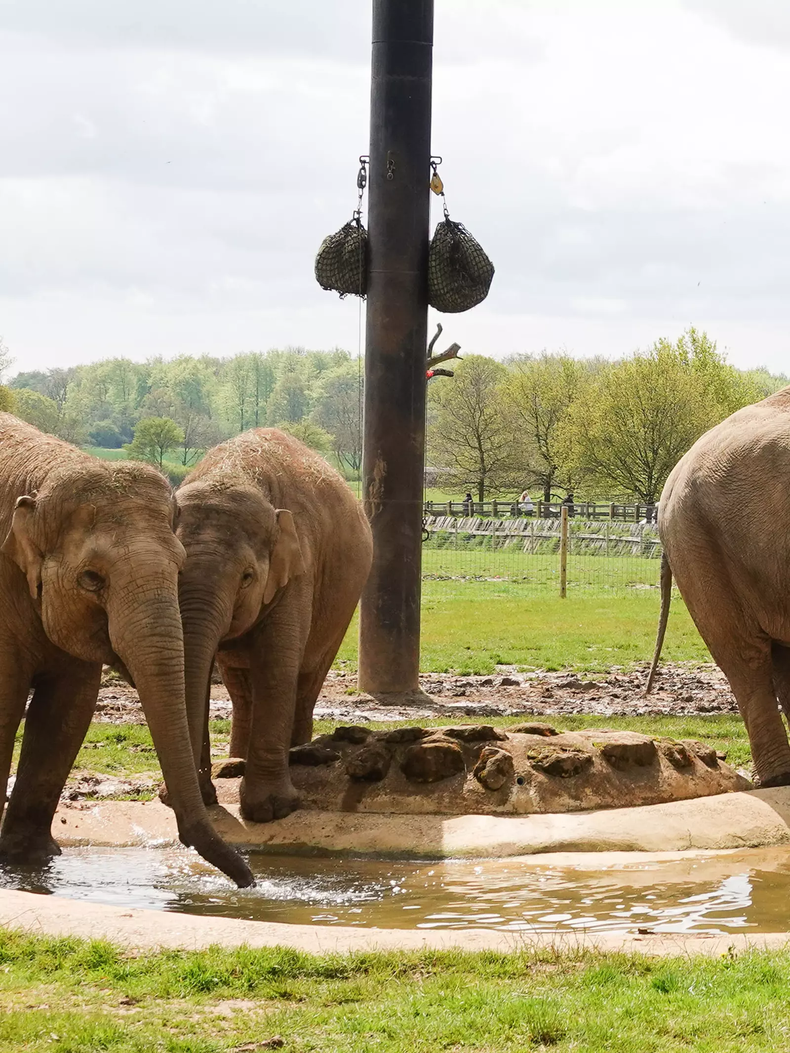 Three Asian elephants in their outdoor paddock at Whipsnade Zoo