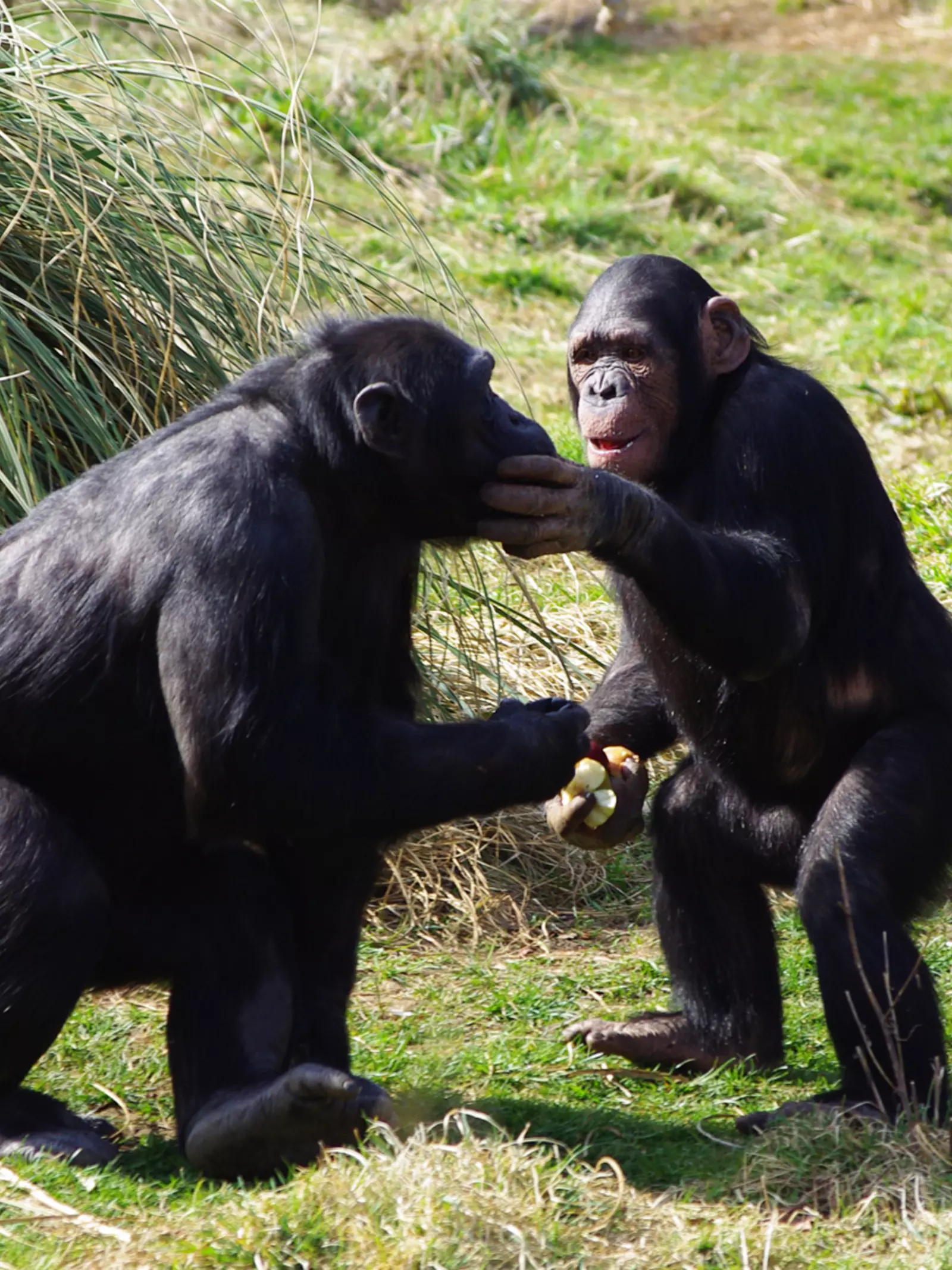 Chimps eating at Whipsnade Zoo
