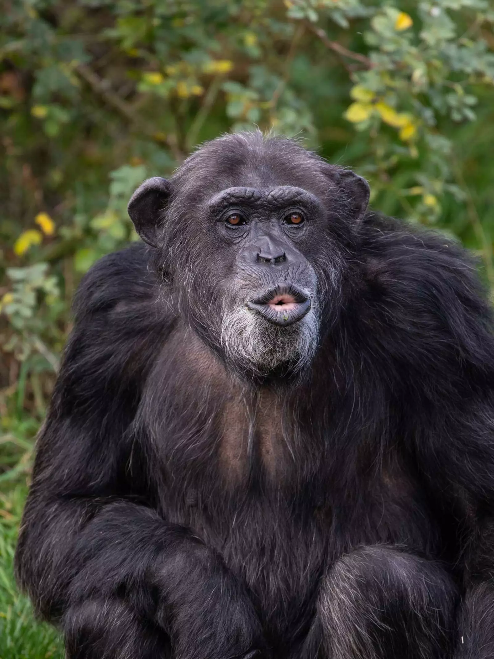 Koko the chimp at Whipsnade Zoo