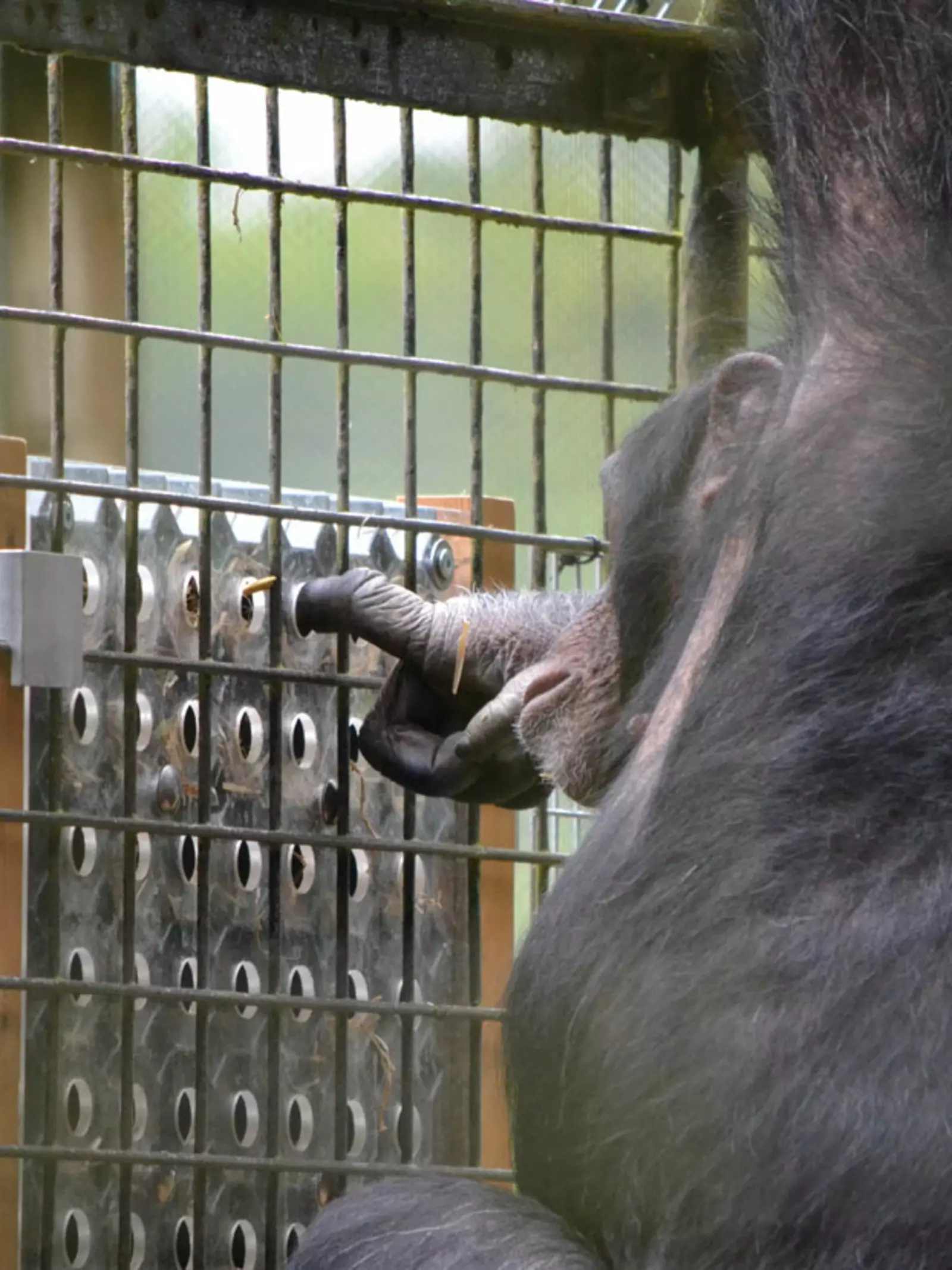 Phil the Chimp solving a puzzle at Whipsnade Zoo
