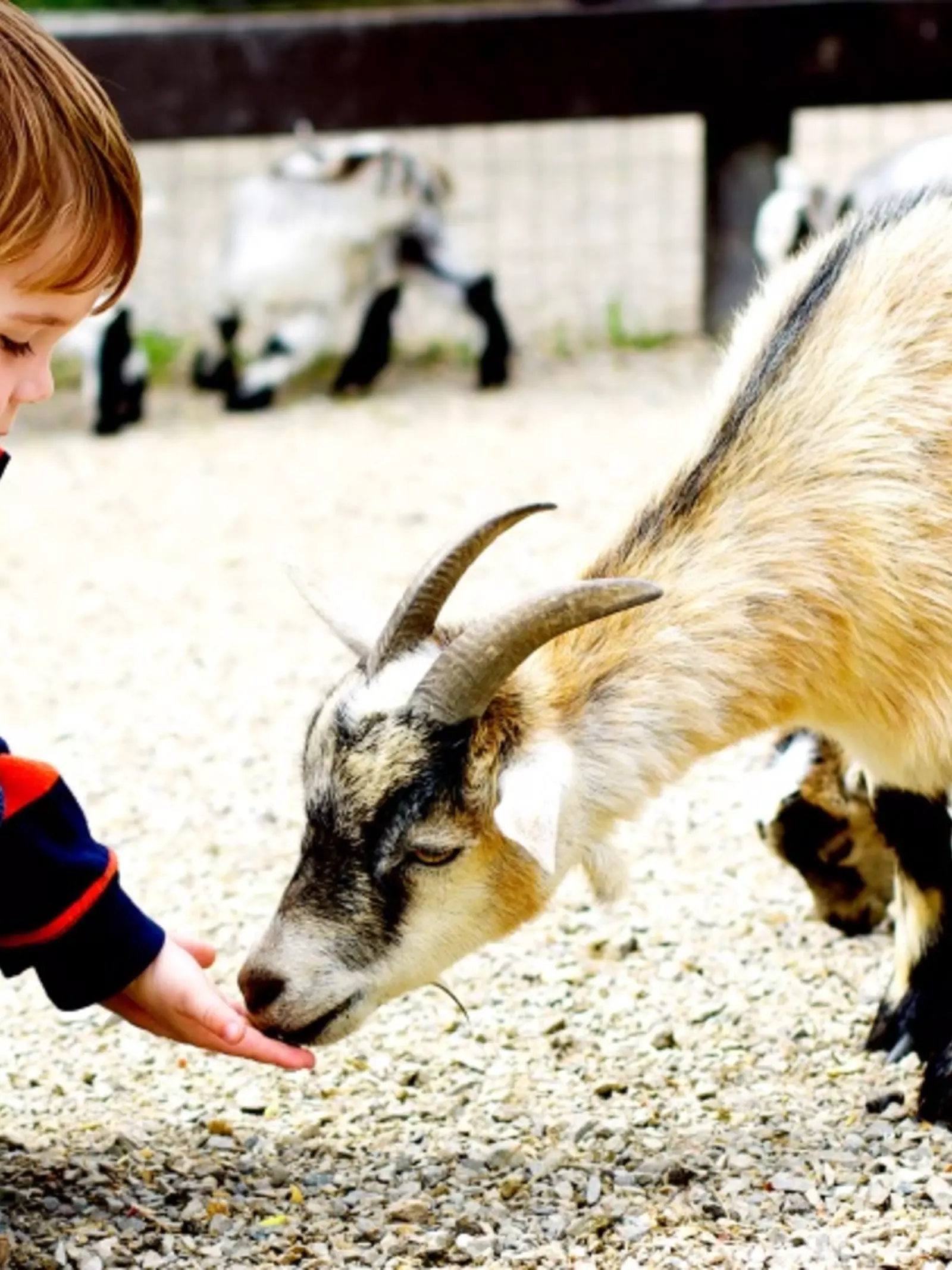 Little boy in striped shirt feeding a pygmy goat