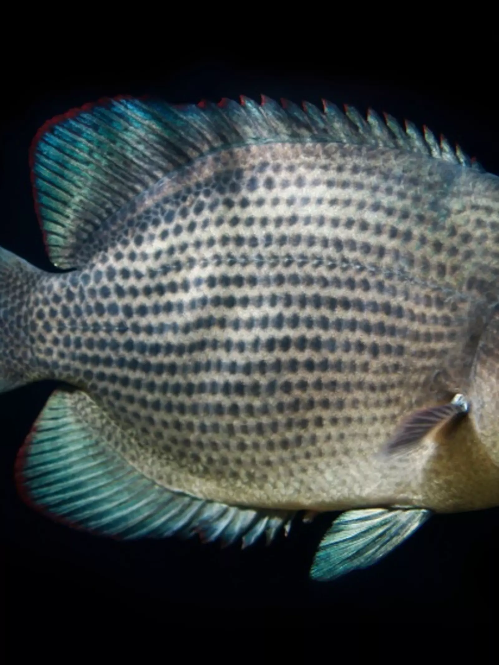 These Critically Endangered fish have special teeth that can crack through snail shells. 