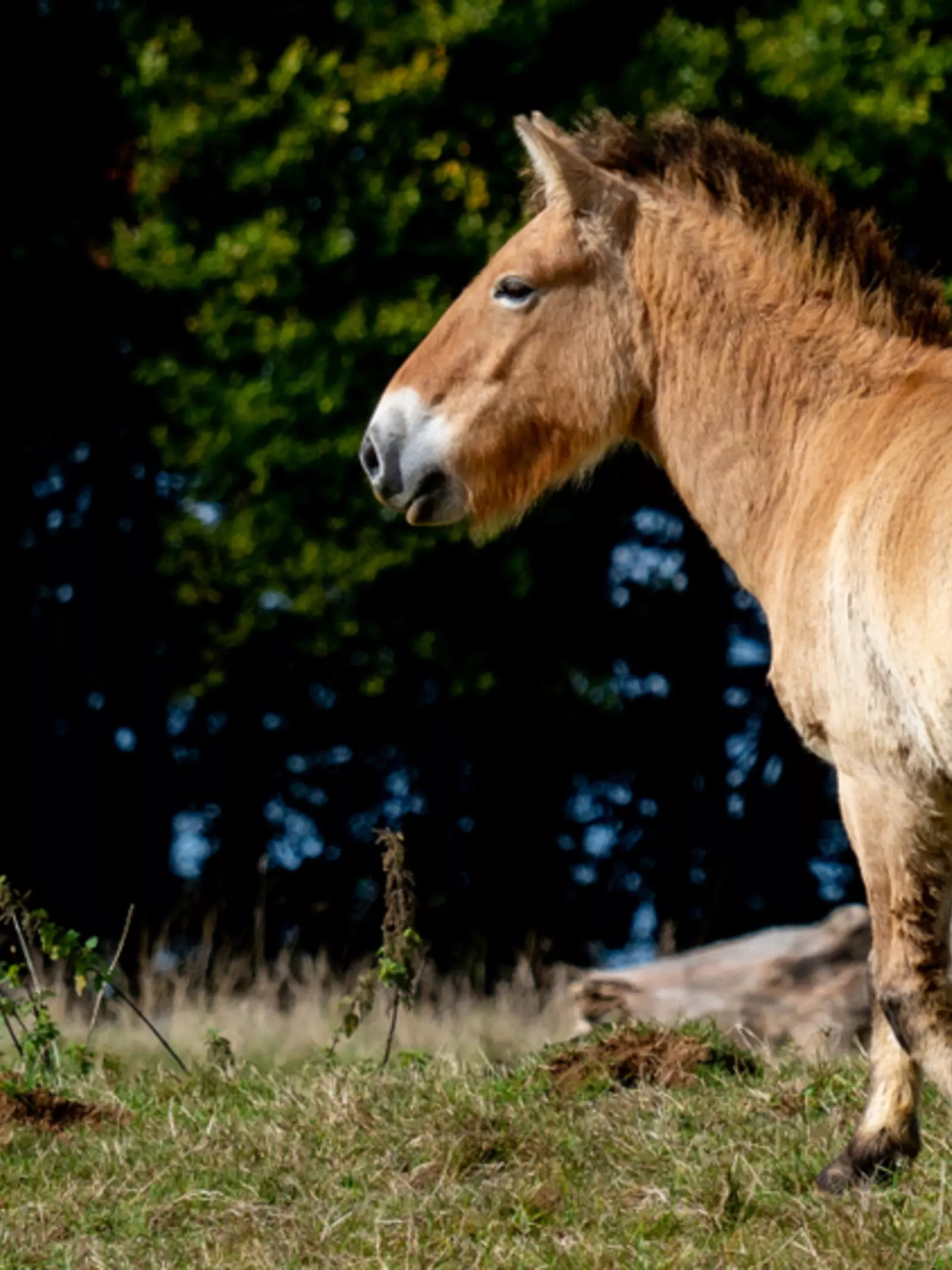 Przewalski's horse walking through field with woodland backfrop at Whipsnade Zoo